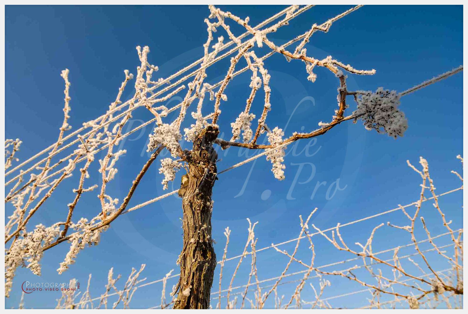 Vigne — © by PhotoGraphie.Pro