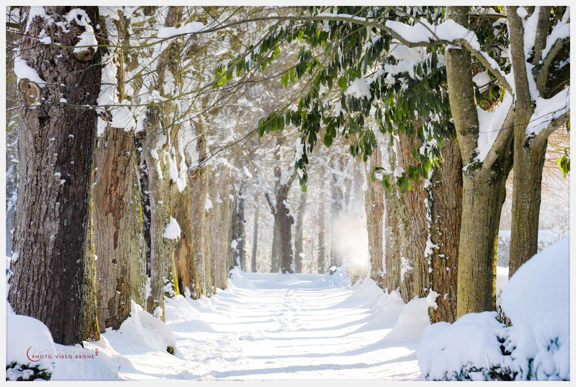 Arbres — © by PhotoGraphie.Pro