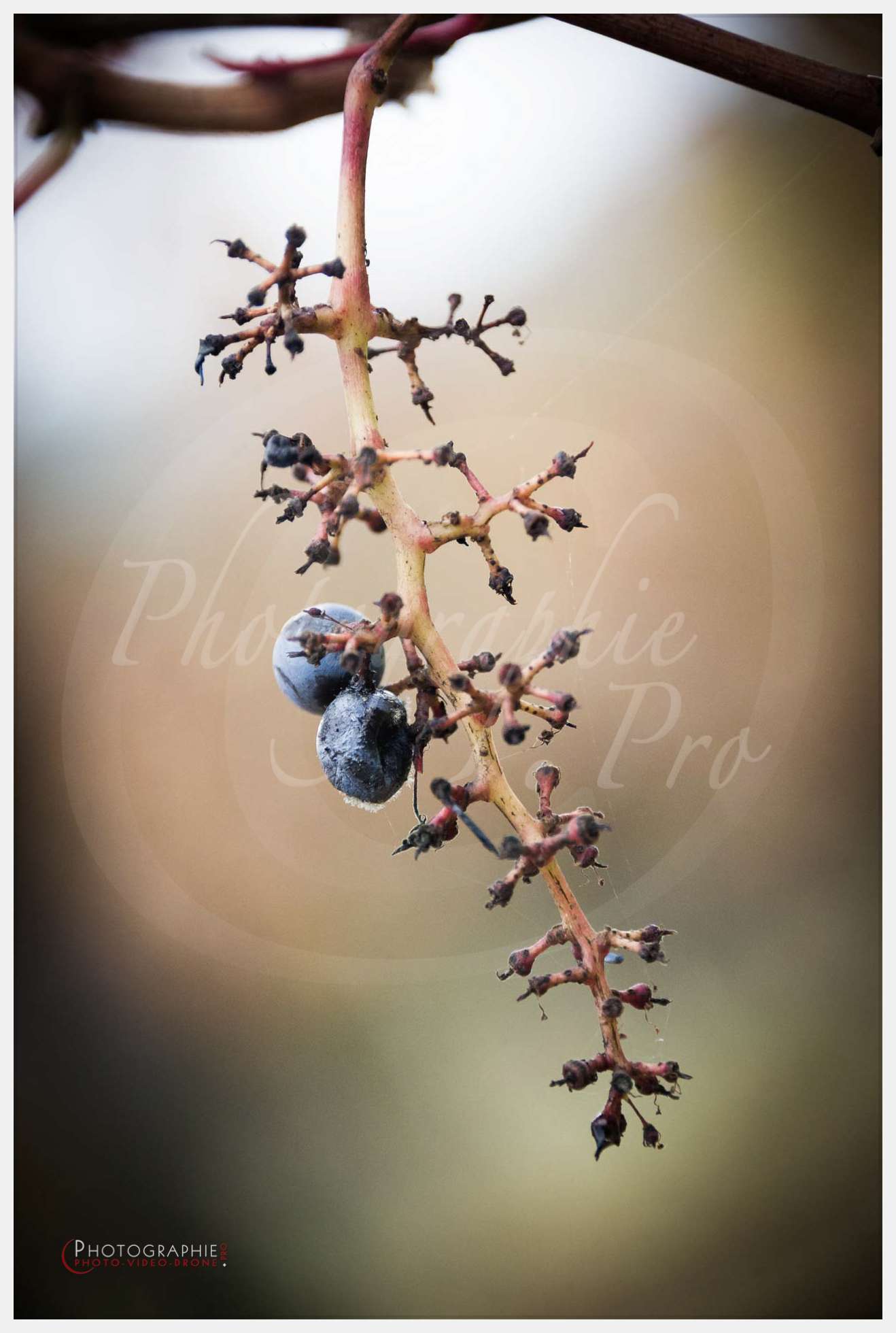 Photos vignoble — © by PhotoGraphie.Pro