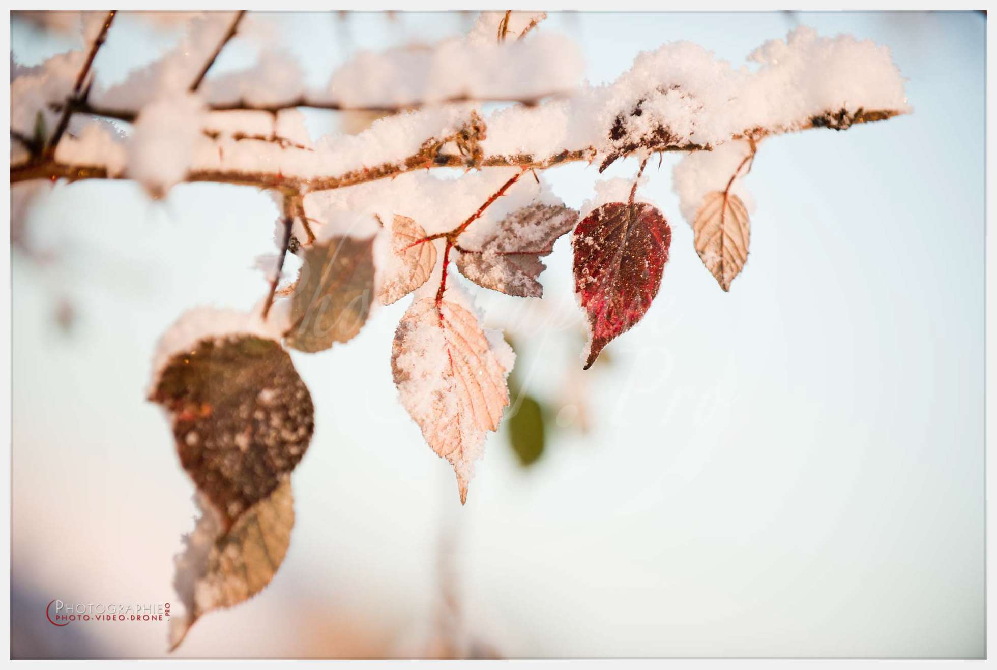 Photos arbres — © by PhotoGraphie.Pro