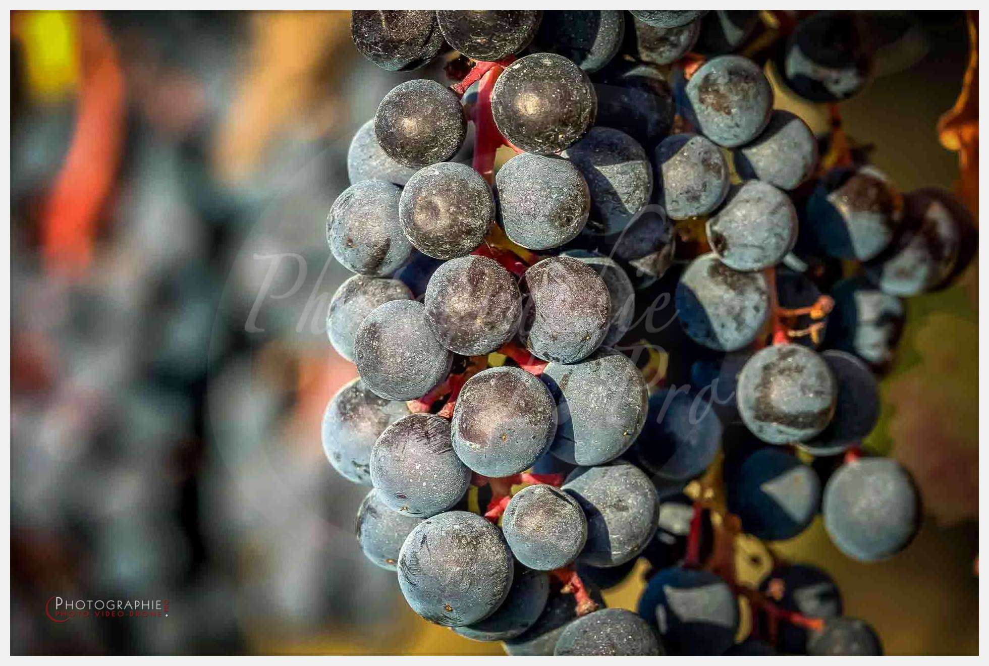 Photos vignes — © by PhotoGraphie.Pro