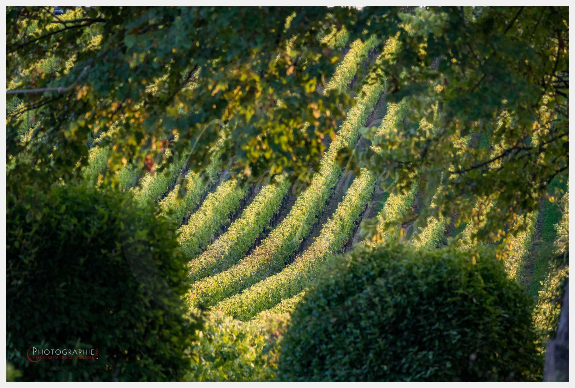 Chateau Grand Corbin-1 © by Photographie.Pro