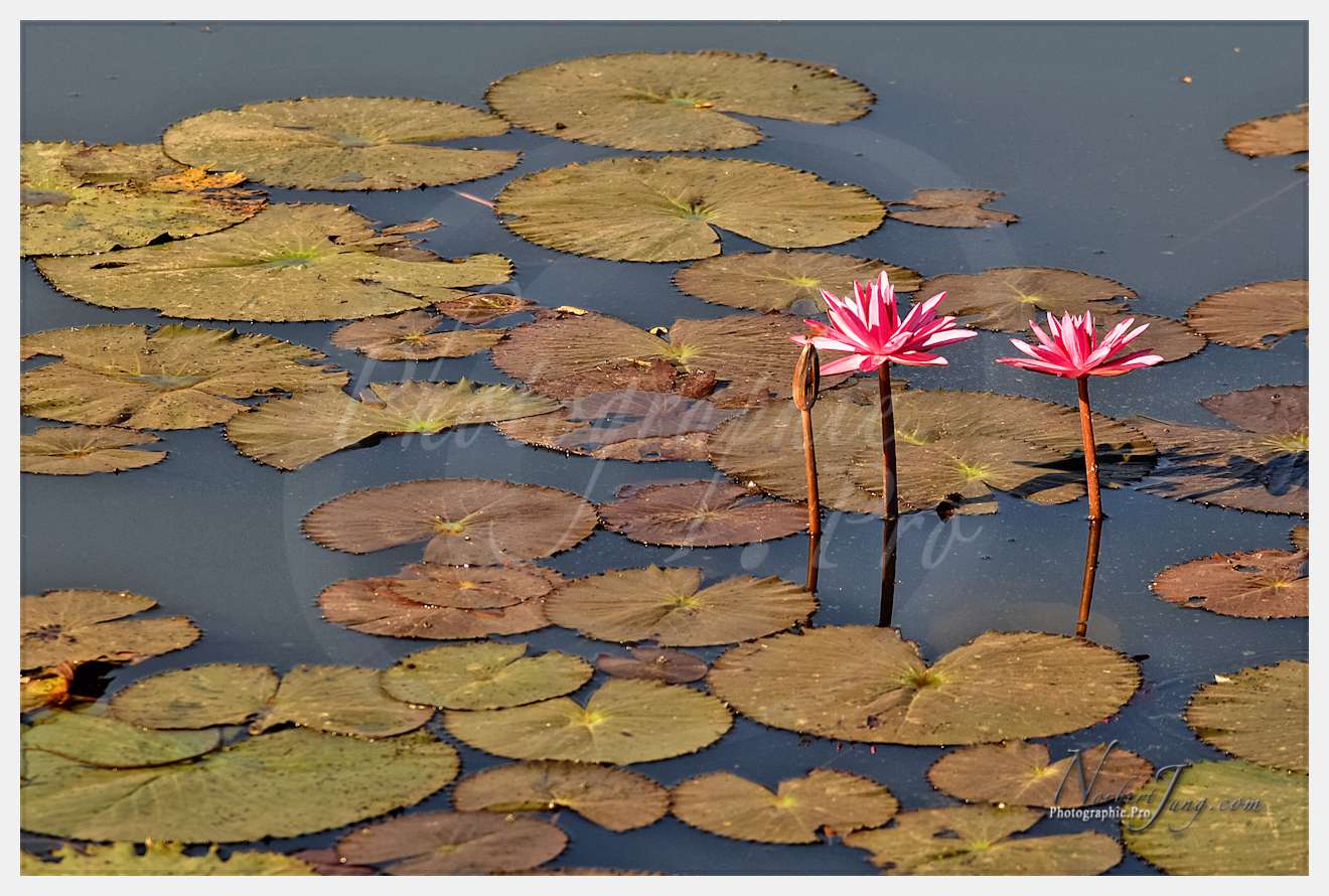 Enfants du MÈkong © by A-la-Vie.com