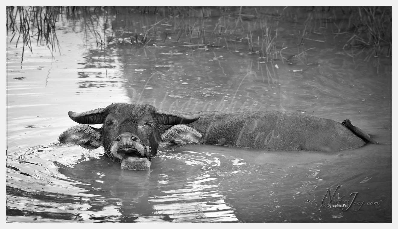 Enfants du MÈkong © by A-la-Vie.com