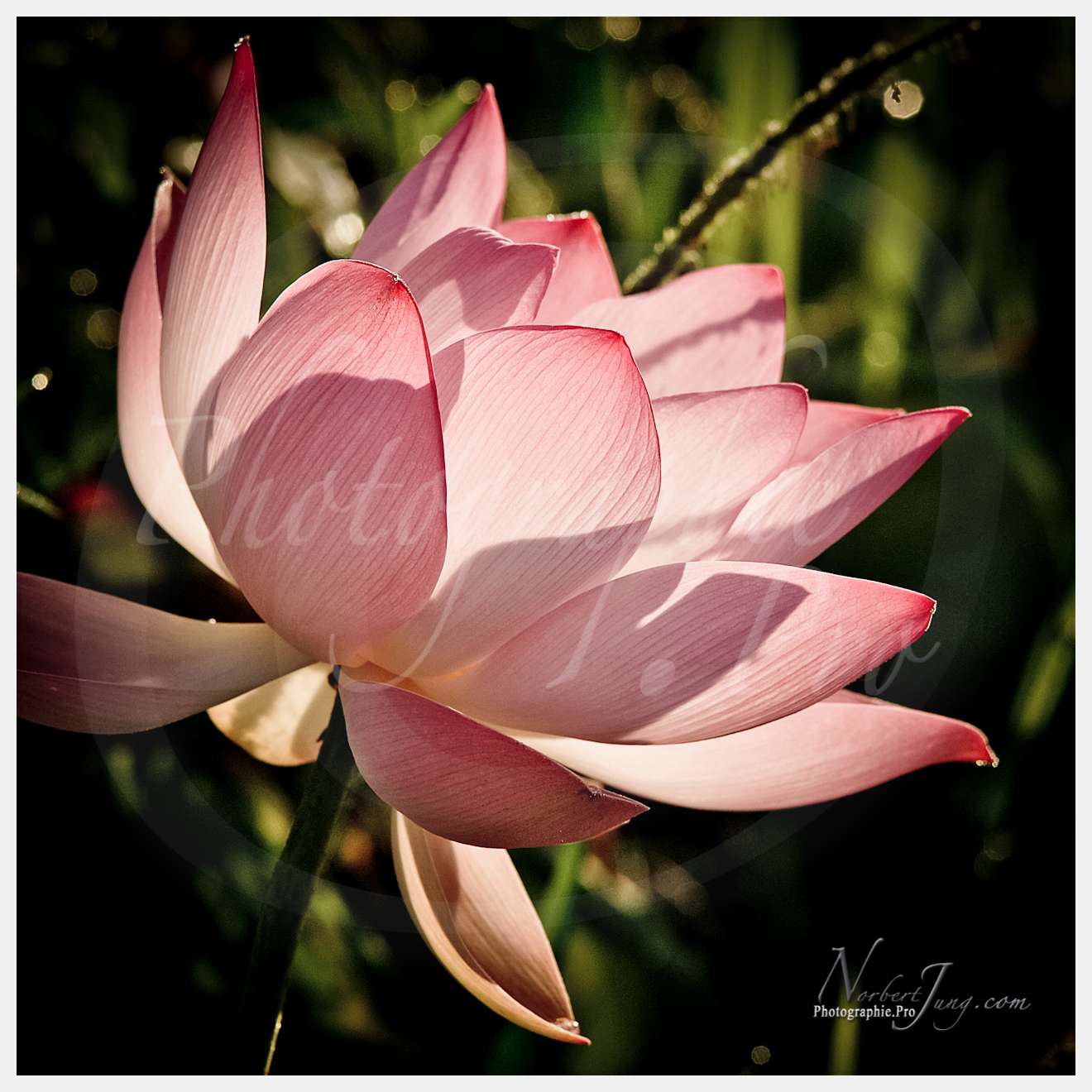 Enfants du MÈkong © by A-la-Vie.com