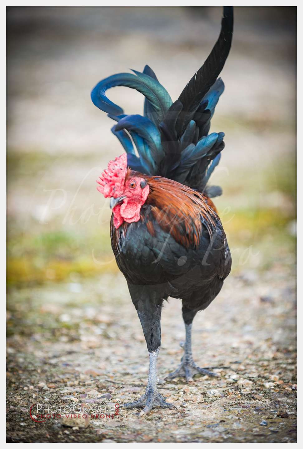 Anastasia, Timothée et Maxime chez nous © by A-la-Vie.com