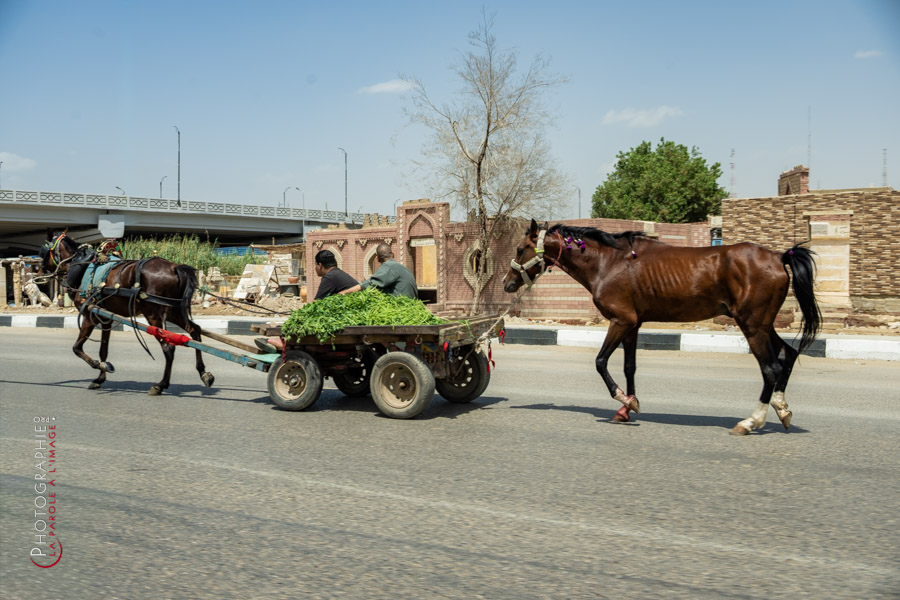 Auf den Spuren der Heiligen Familie auf Heiliger Erde im Herzen Kairos