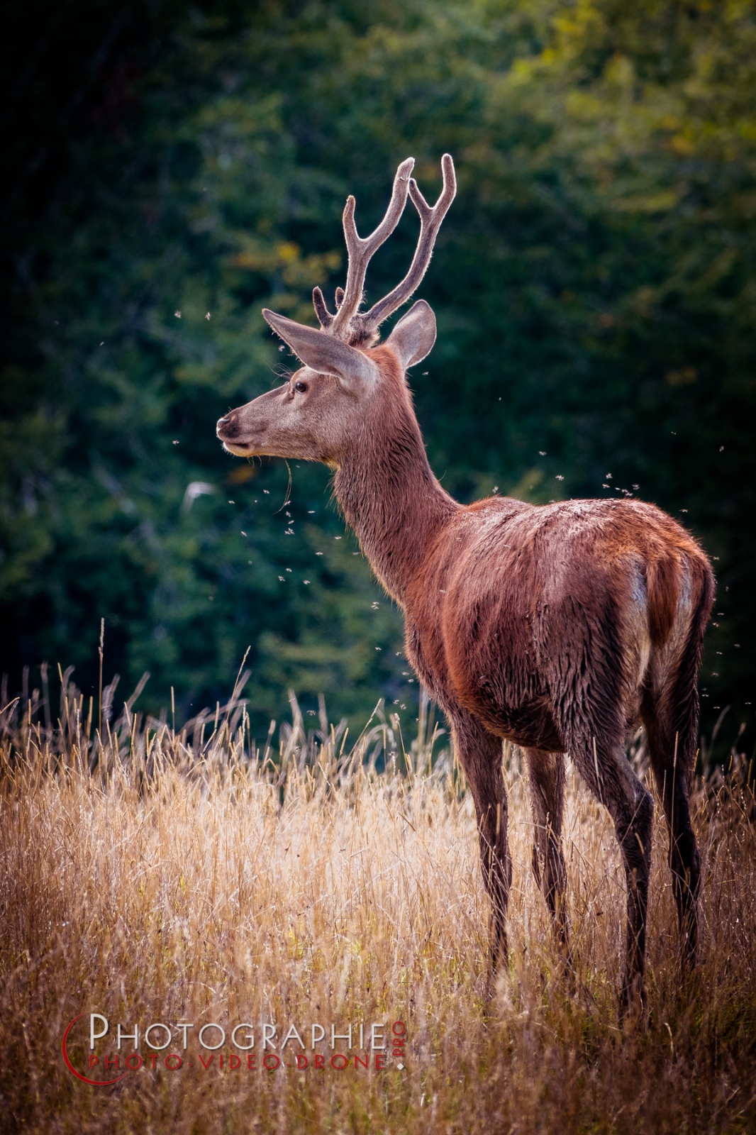 S1049044 © by A-la-Vie.com