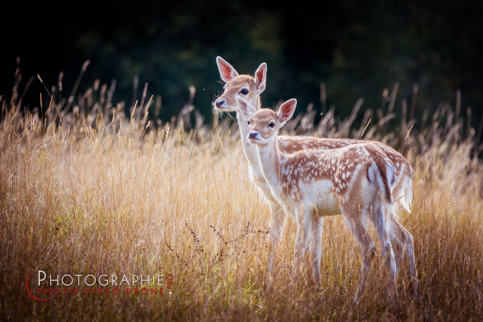 S1049243 © by A-la-Vie.com