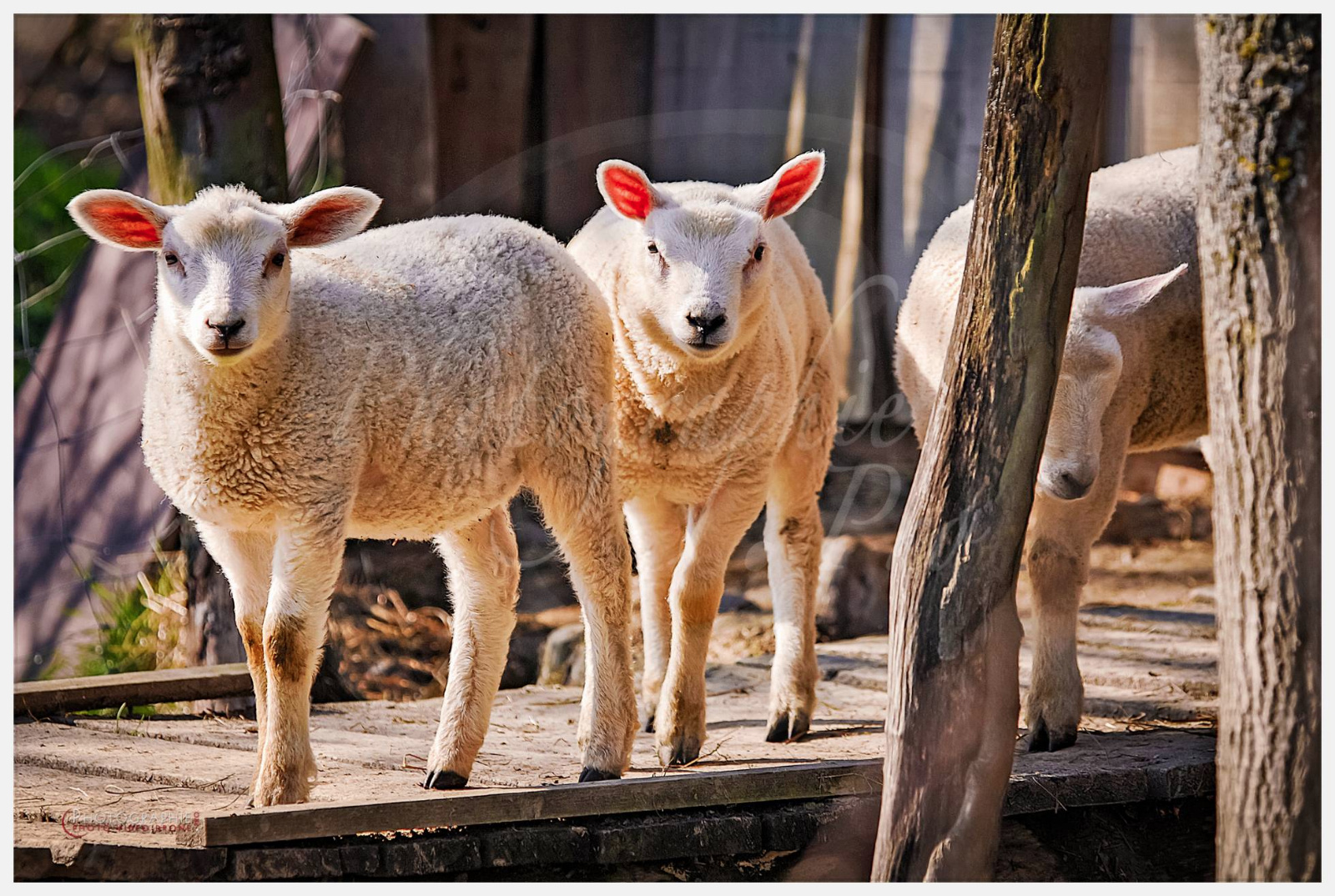 D2216881_1 © by A-la-Vie.com