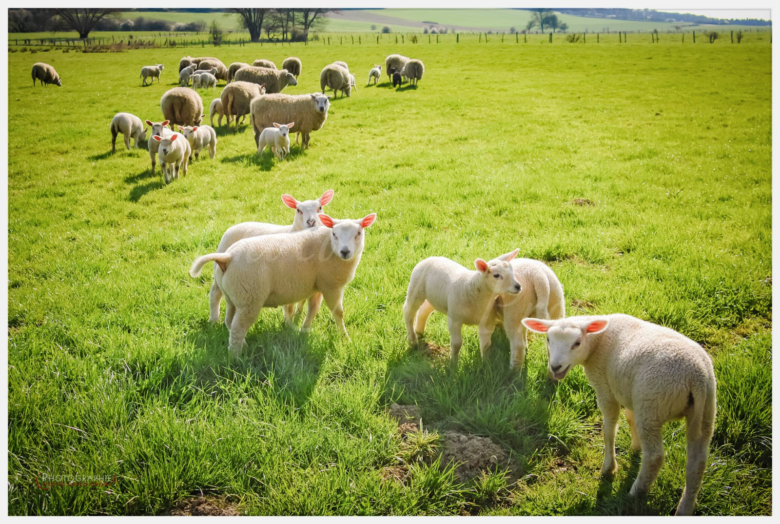 D2216965_1 © by A-la-Vie.com