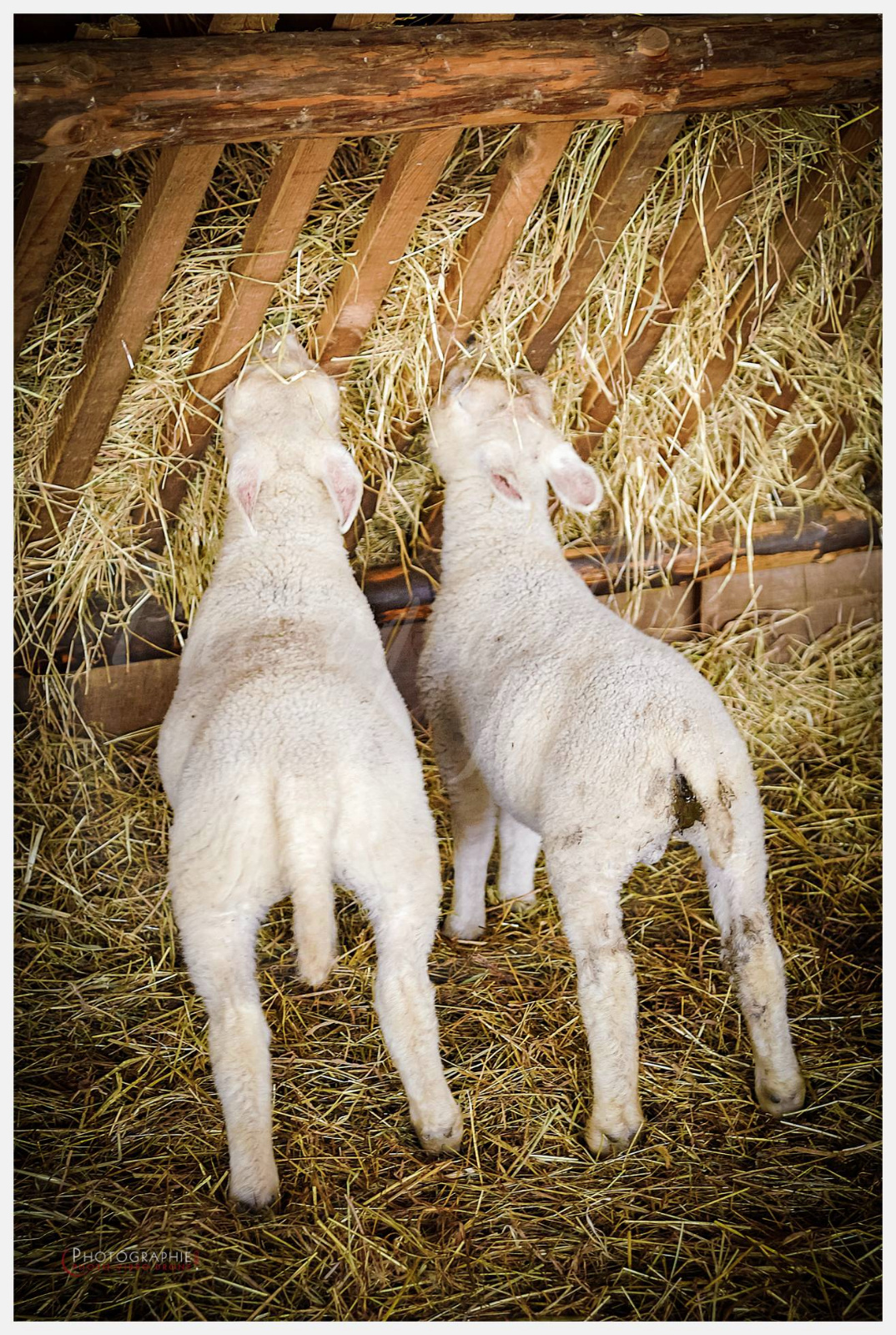 D2217035_1 © by A-la-Vie.com