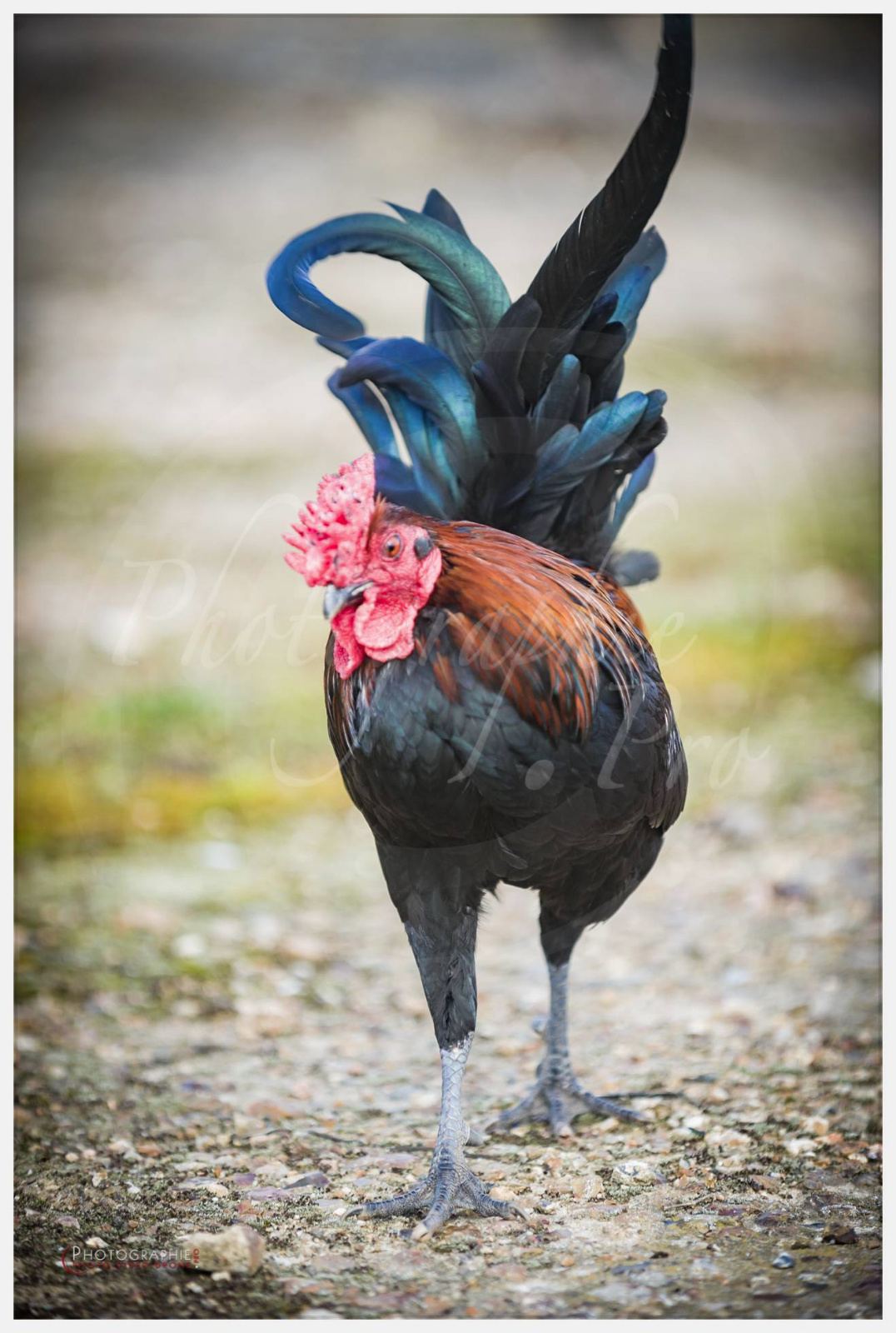 Anastasia, Timothée et Maxime chez nous © by A-la-Vie.com