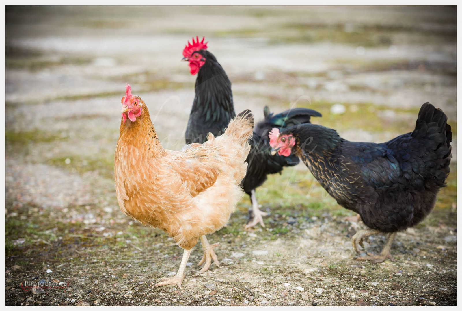 Anastasia, Timothée et Maxime chez nous © by A-la-Vie.com